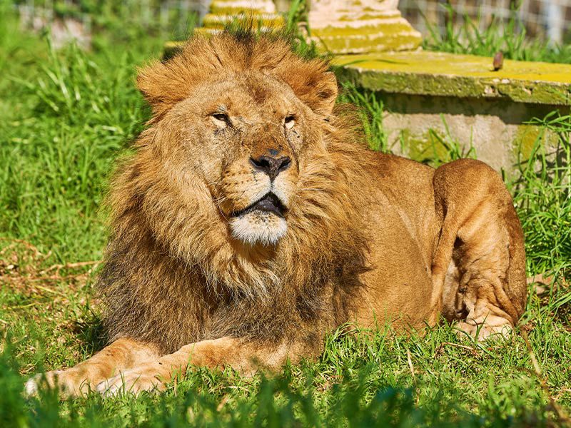 Lion