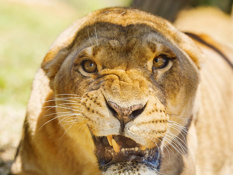 6 curiosidades interesantes sobre los leones que quizás no sabías