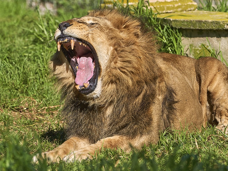 6 curiosidades interesantes sobre los leones que quizás no sabías