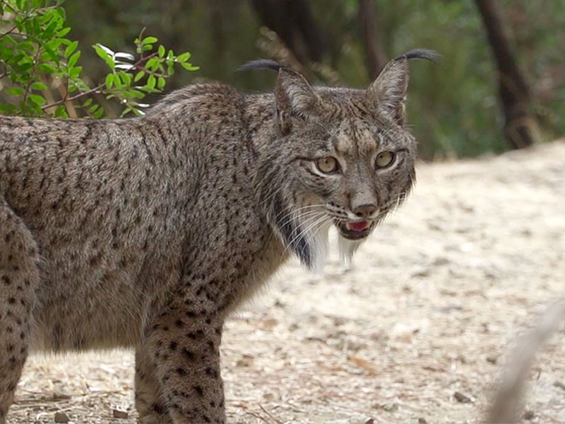 Llega Cynara, un ejemplar de lince ibérico, en colaboración con la Junta de Andalucía