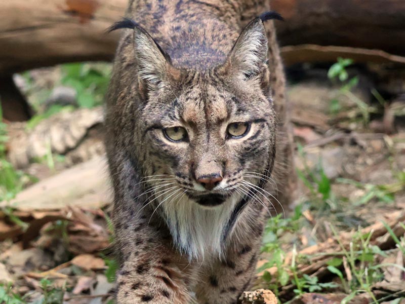 Curiosidades y datos fascinantes del lince ibérico