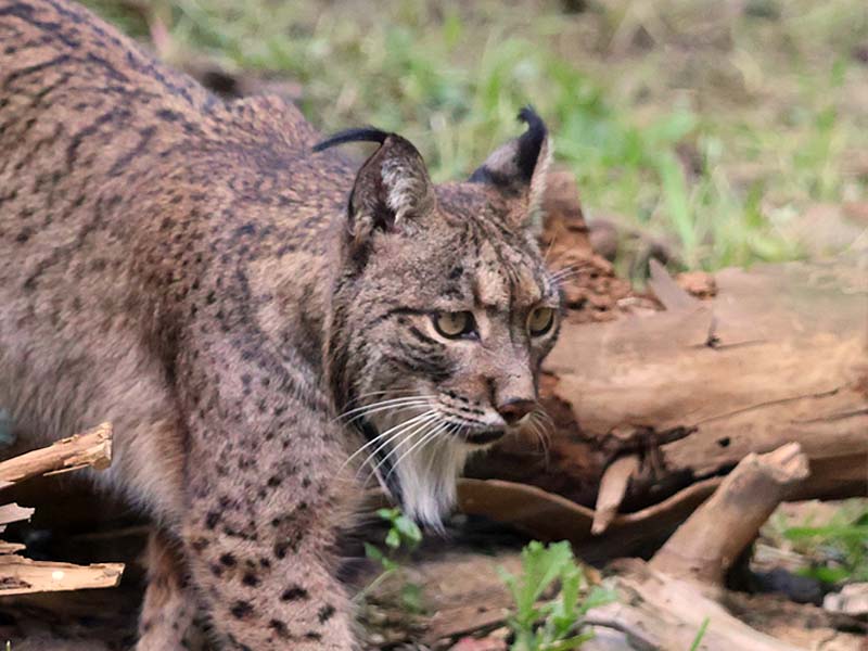 Celebramos el cumpleaños de Javo, nuestro macho de lince ibérico