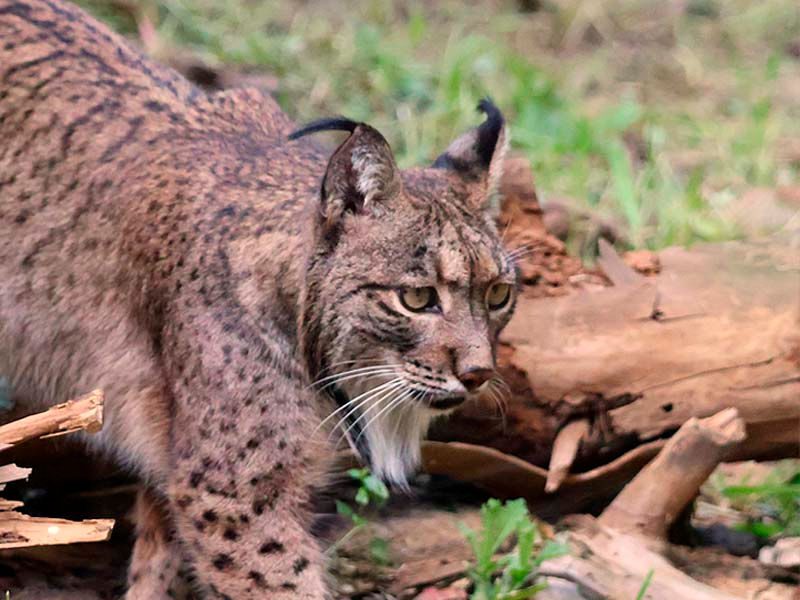 Lince ibérico