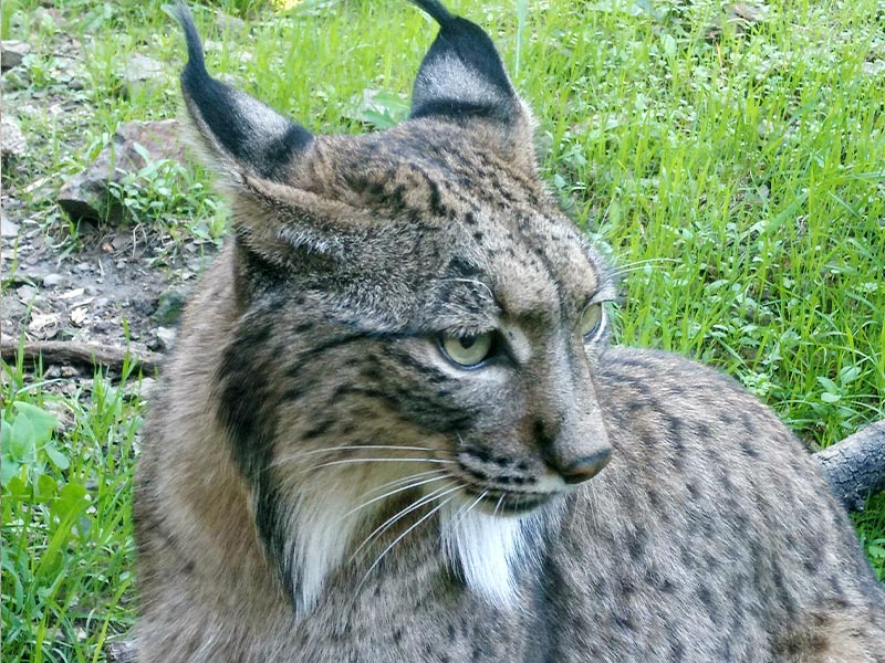 Lince ibérico