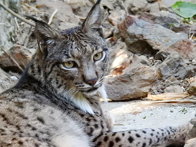 Iberian Lynx