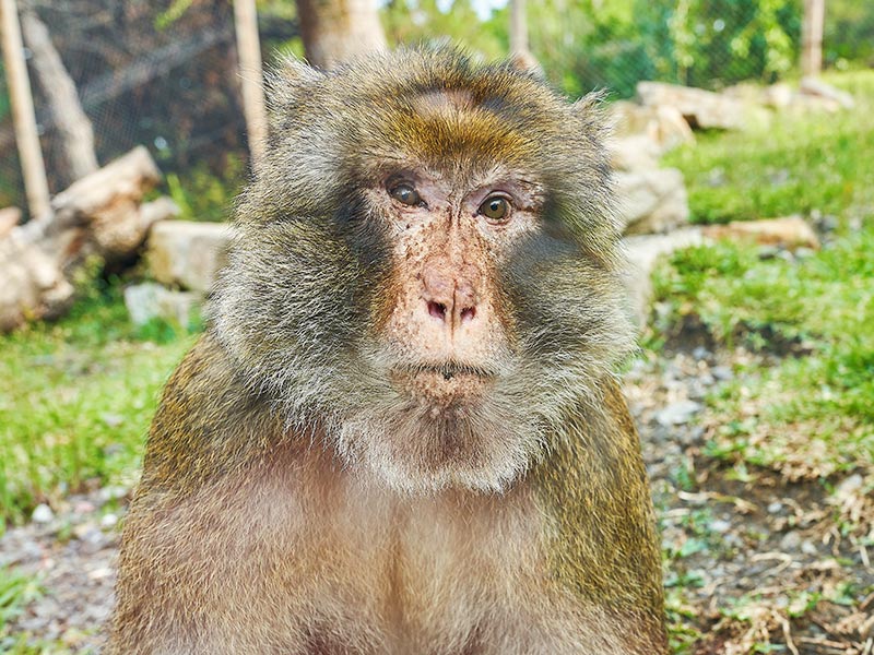 Macaco-Gibraltar