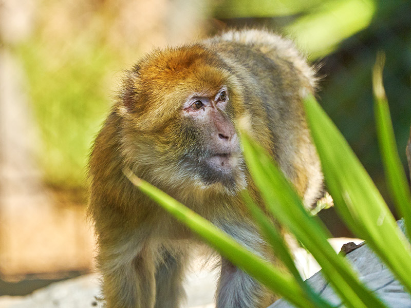Gibraltar macaque | Selwo Aventura