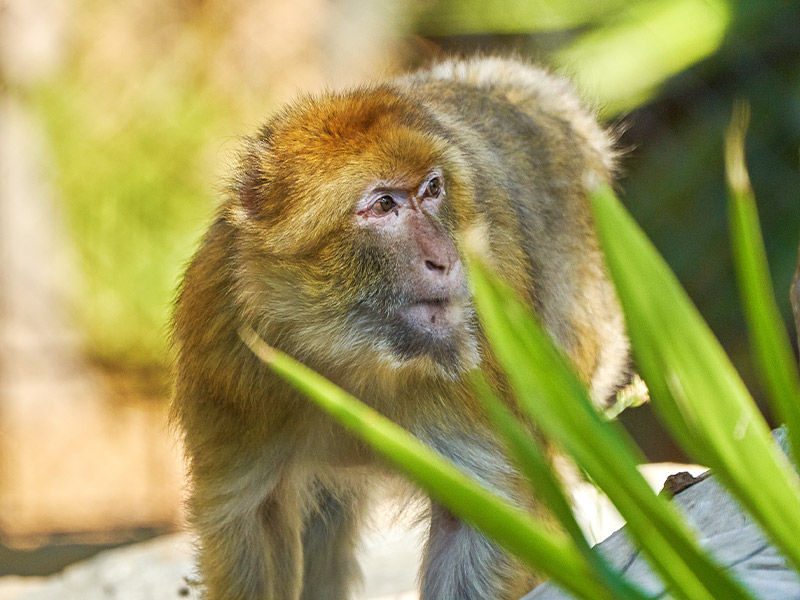 Macaco de Gibraltar