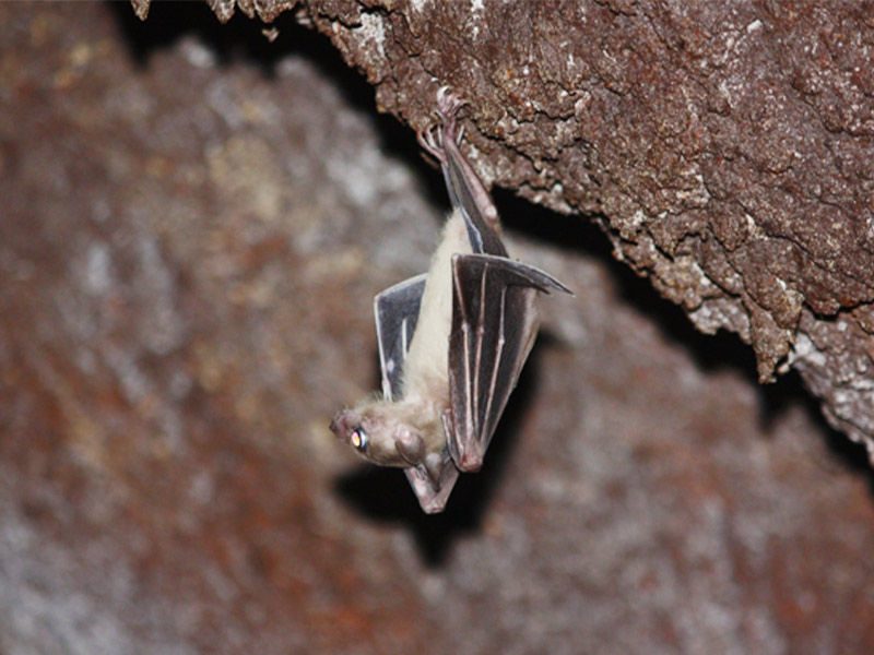Murciélago egipcio de la fruta