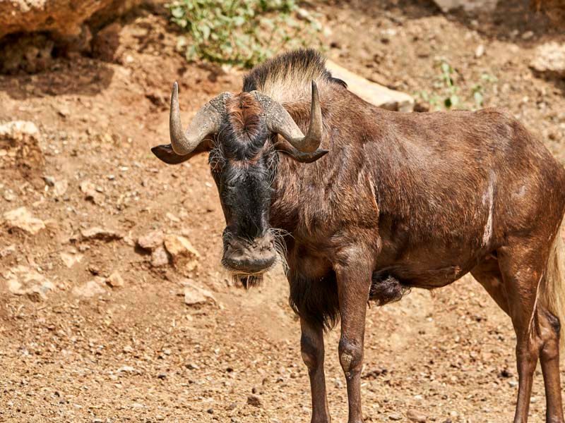 White-tailed wildebeest