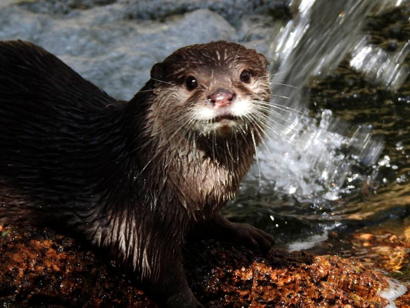 Nutria asiática de uñas cortas