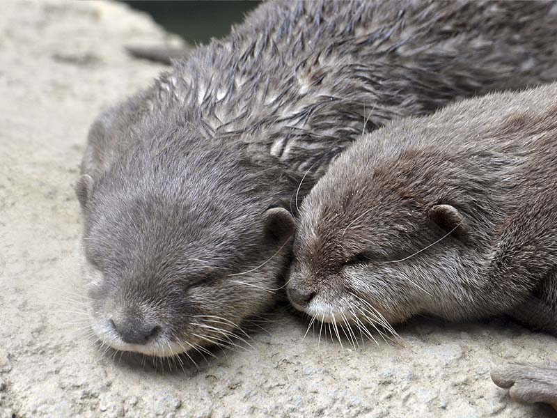 Nutria asiática en Selwo Aventura