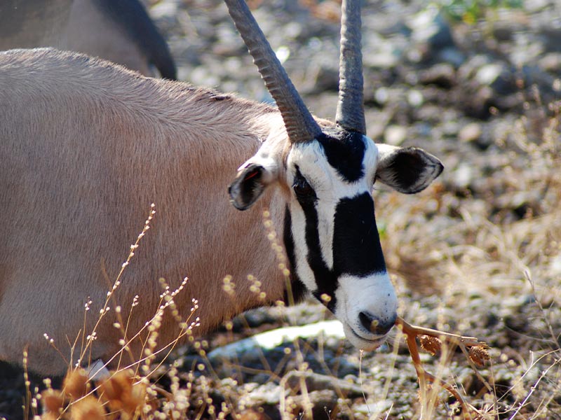Oryx blanco, extinto en estado silvestre