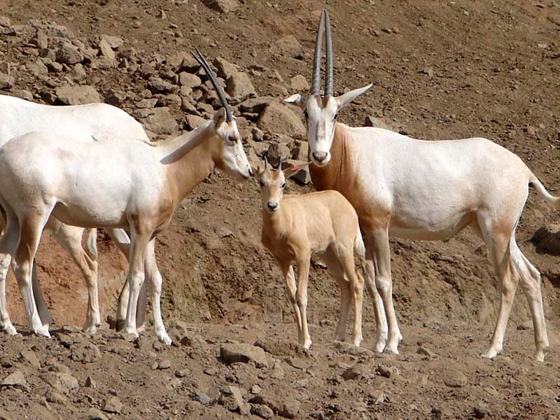 White oryx