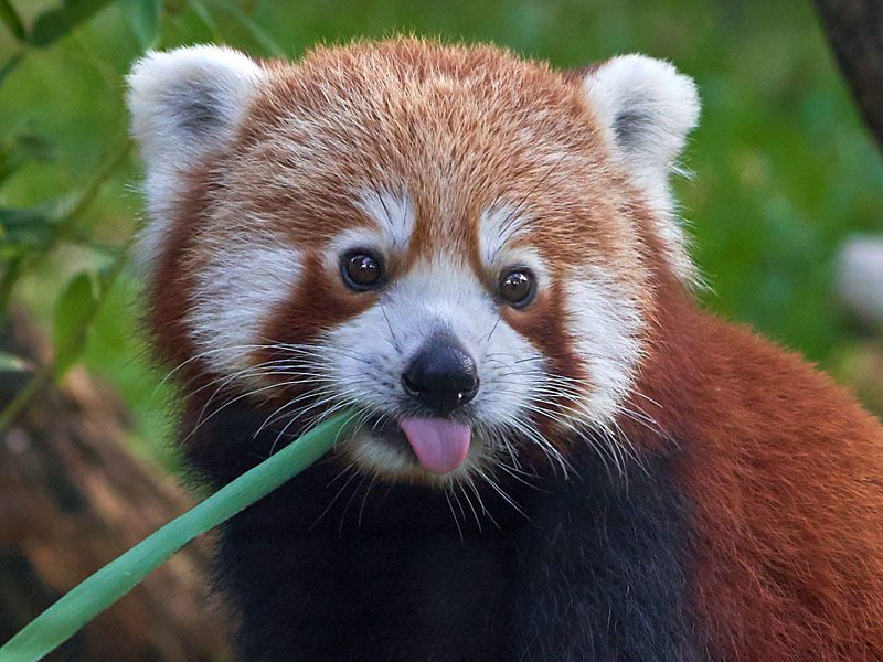 Red Panda