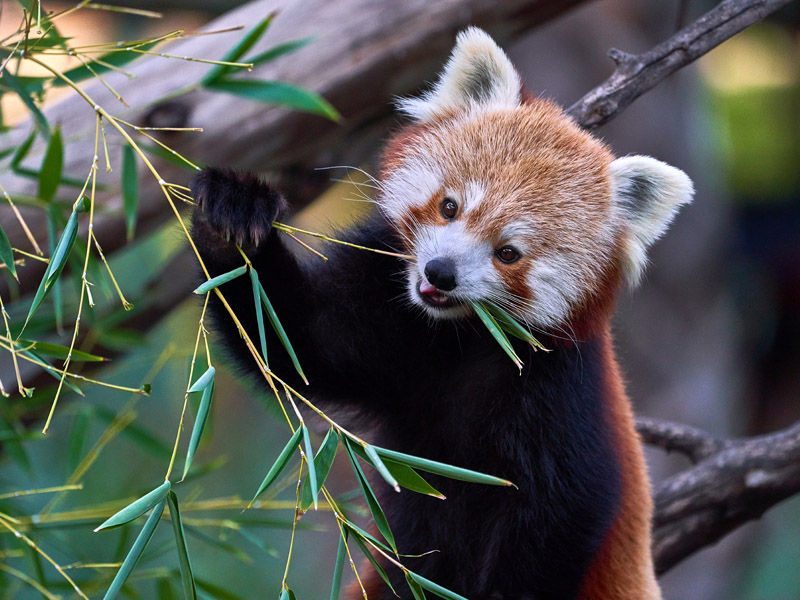 Animales en peligro de extinción Selwo Aventura