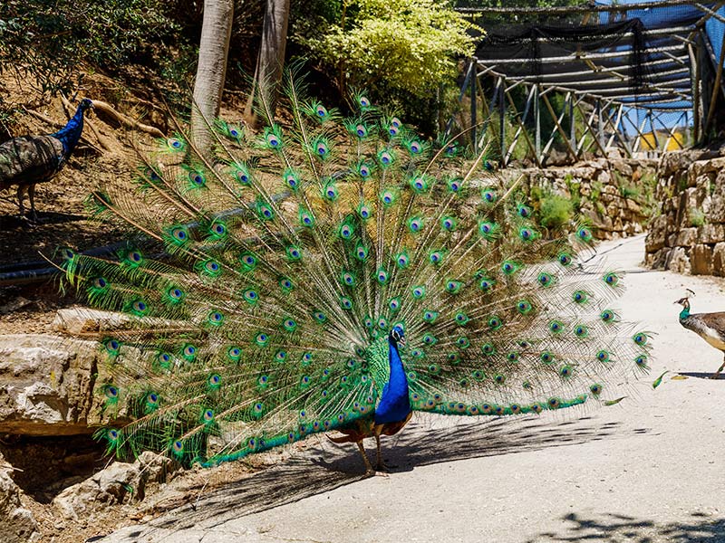 Información Sobre El Pavo Real & Plumas Al Mayor