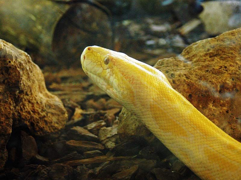 Pitón Birmana