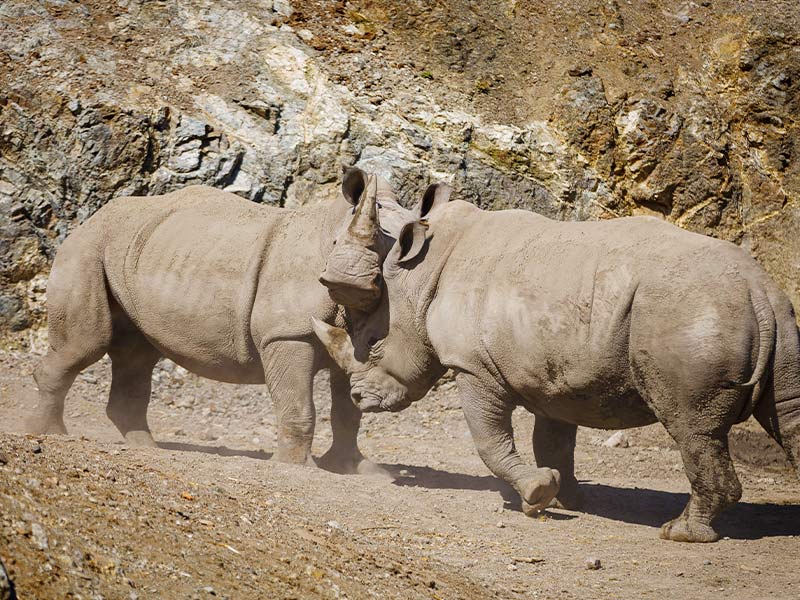 Rinoceronte-blanco