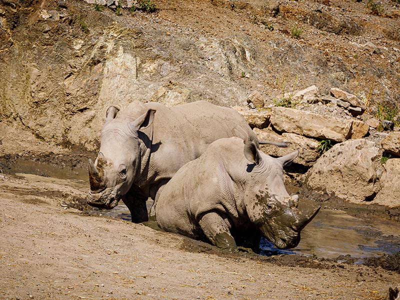 Rinoceronte-blanco