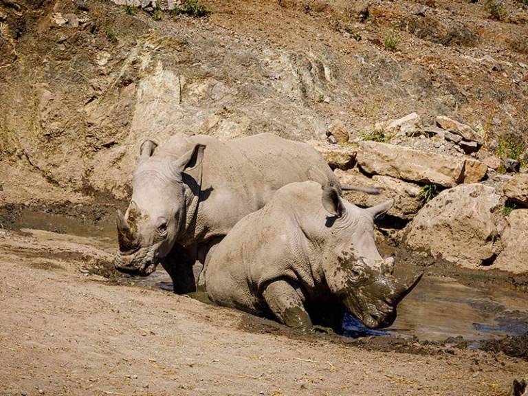 White rhinoceros