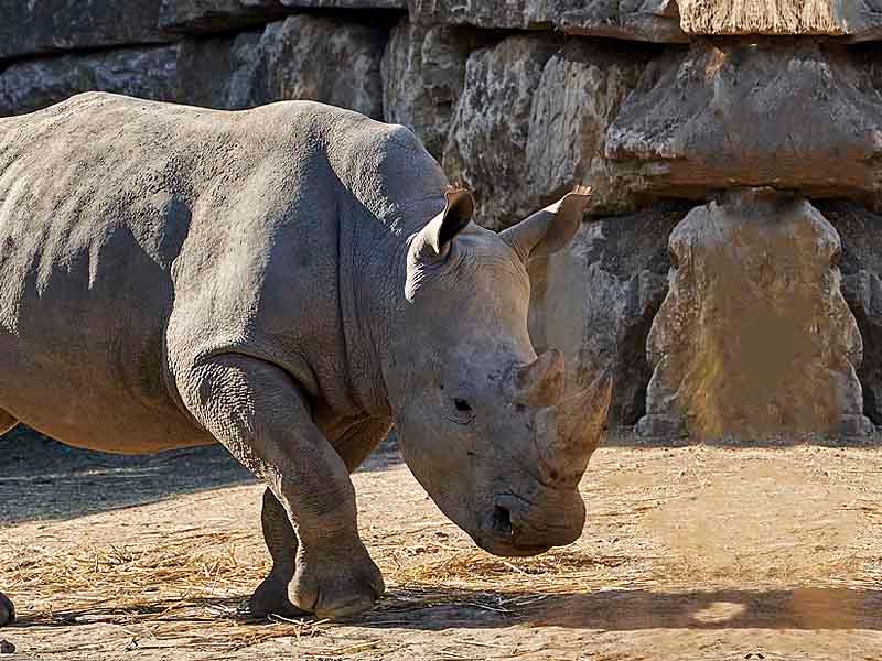 White rhinoceros