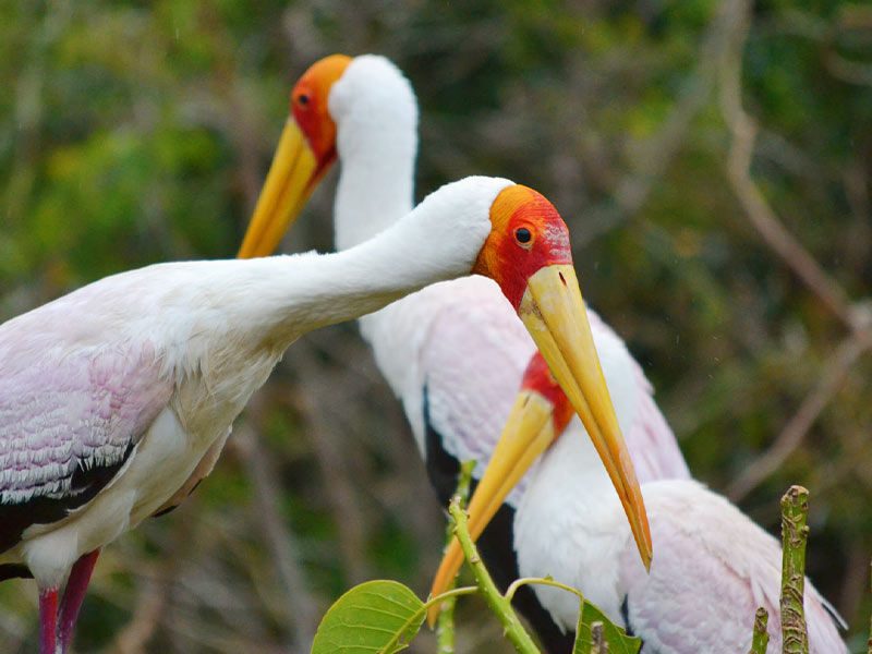 Yellow-billed stork