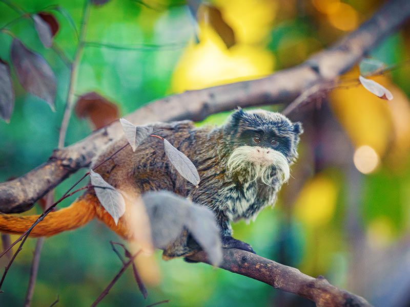 Emperor marmoset