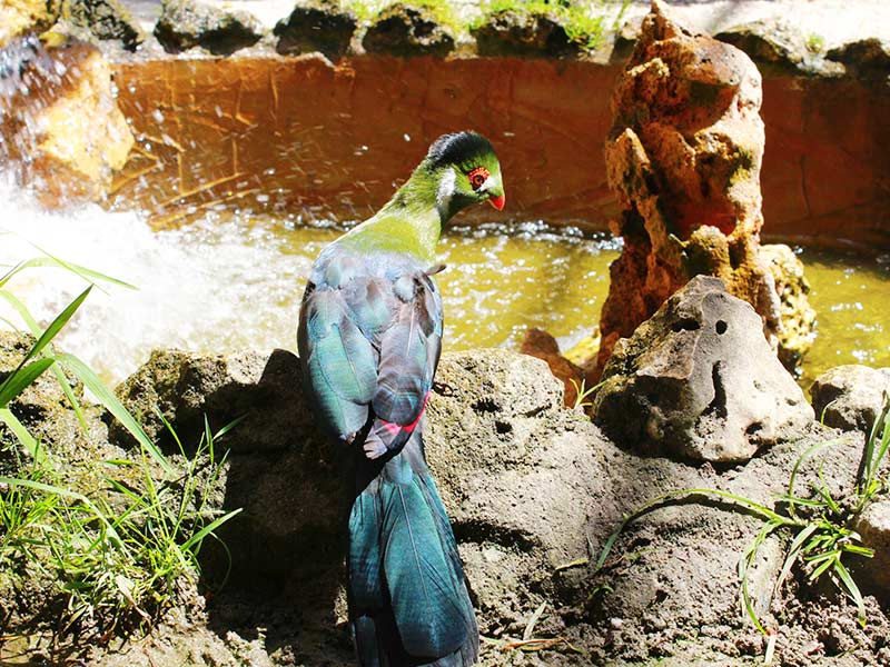 Turaco de cara blanca