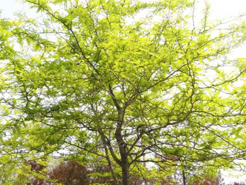 Honey Locust tree