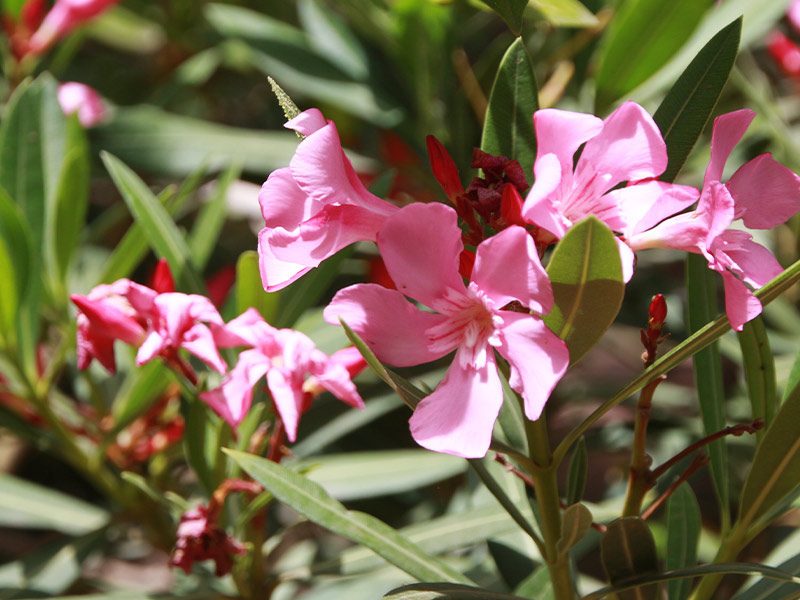 Oleander