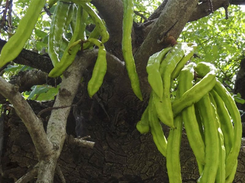 Algarrobo (African mesquite)