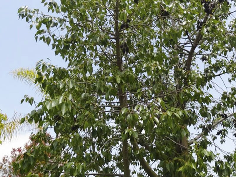 Bottle tree