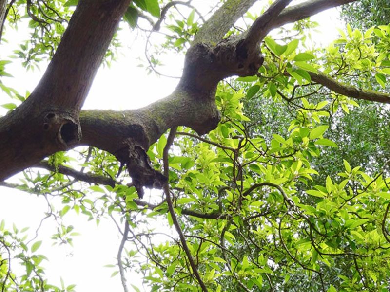 Ombú tree