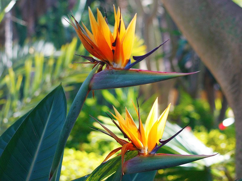 Bird of Paradise