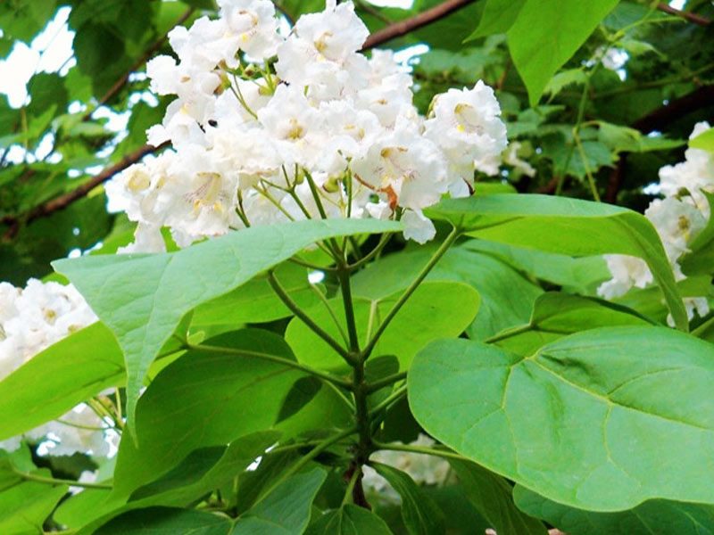 Catalpa