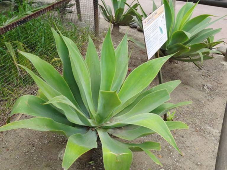Foxtail agave