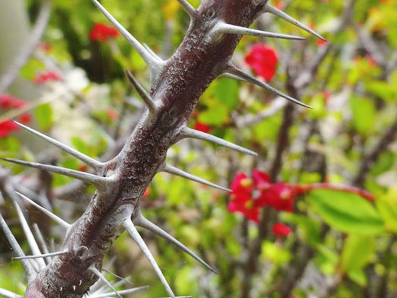 Jerusalem thorn