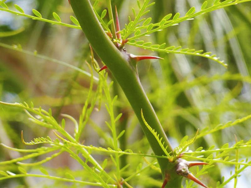 Mexican palo verde