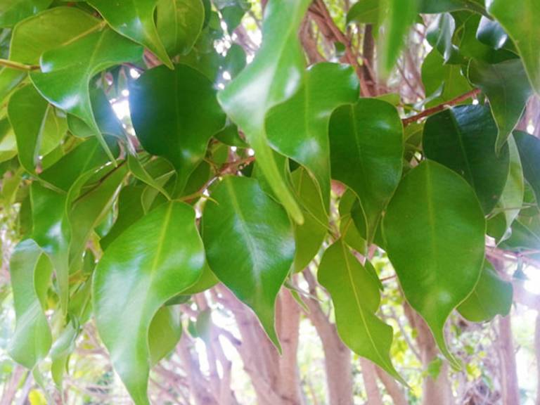 Ficus enano