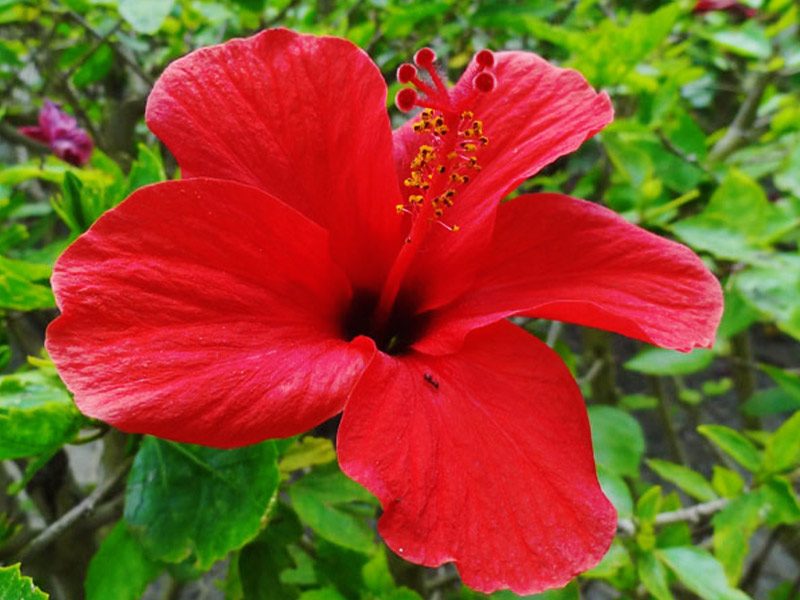 Hibiscus