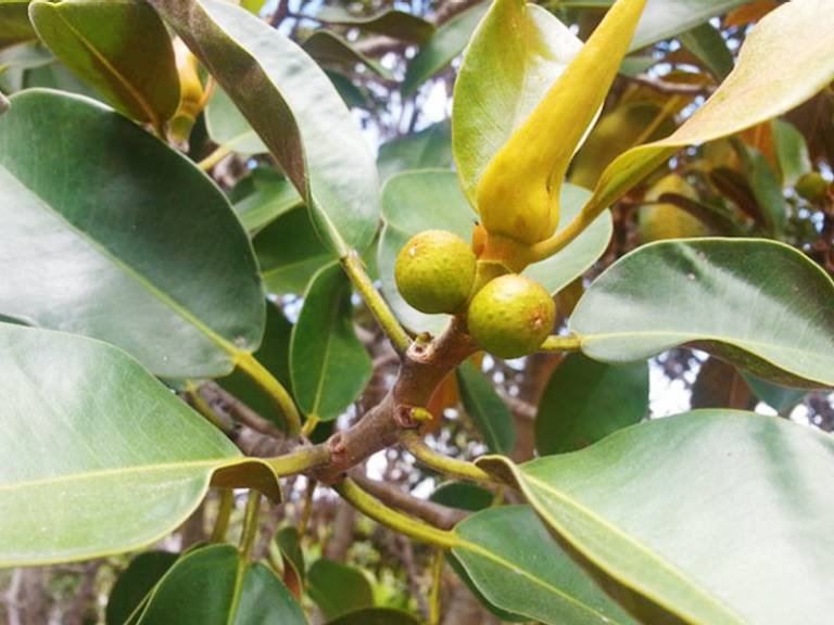 Australian Fig Tree