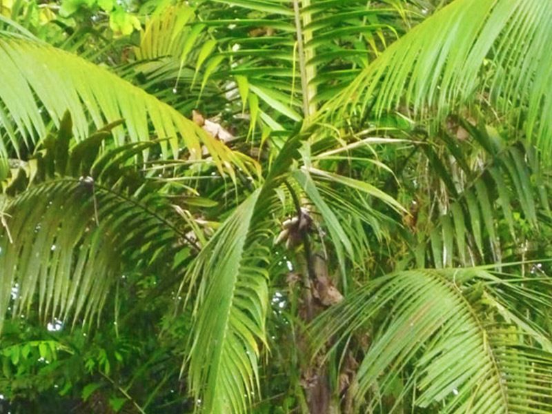 Palmera Datilera