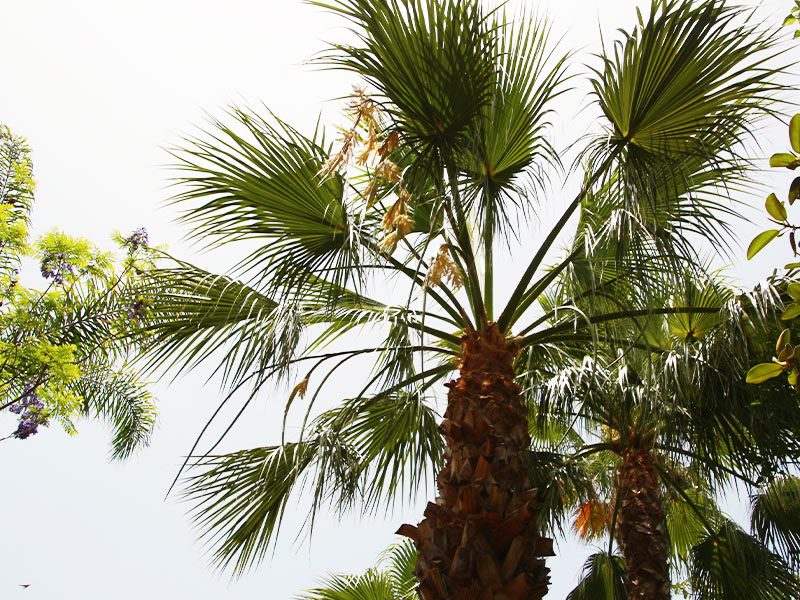 Mexican fan palm