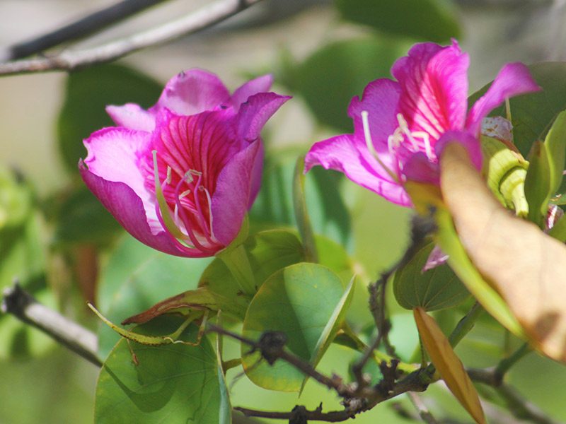 Brazilian orchid tree