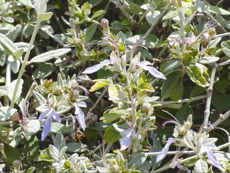 Salvia Amarga