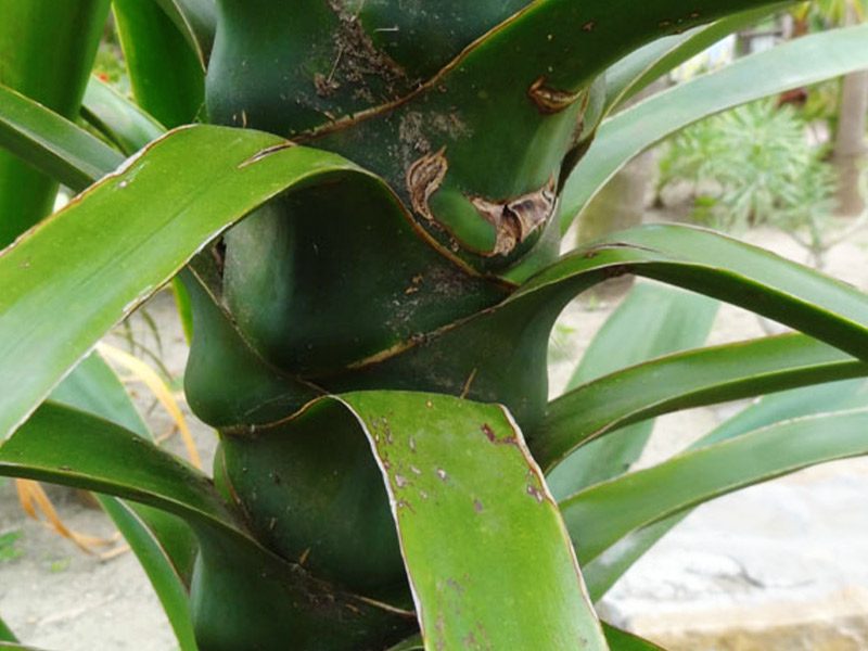 Prickly cassava