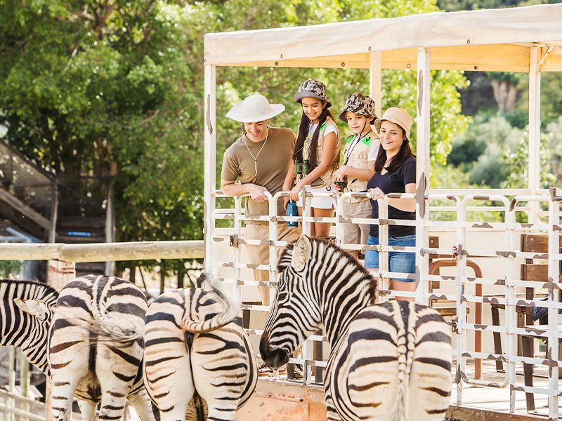 Serengeti Safari