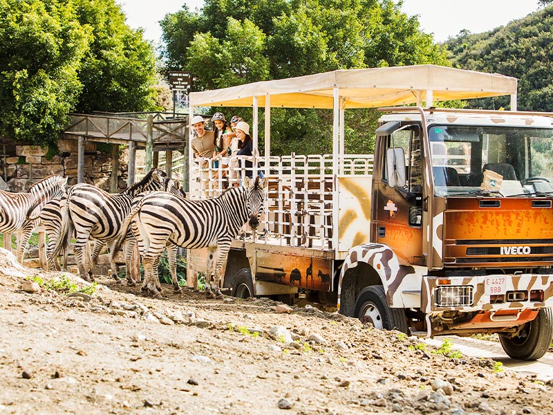 Safari Serengueti