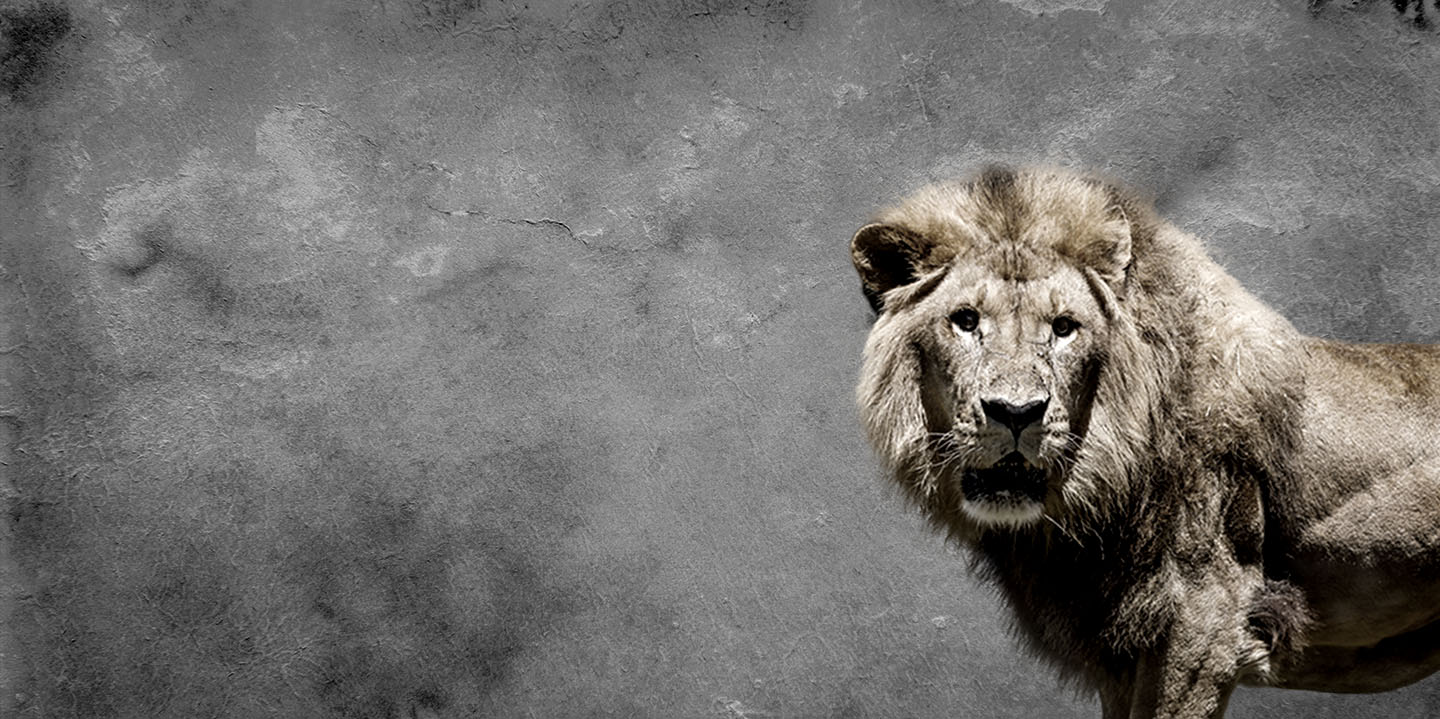 Black Friday en Selwo Aventura Estepona